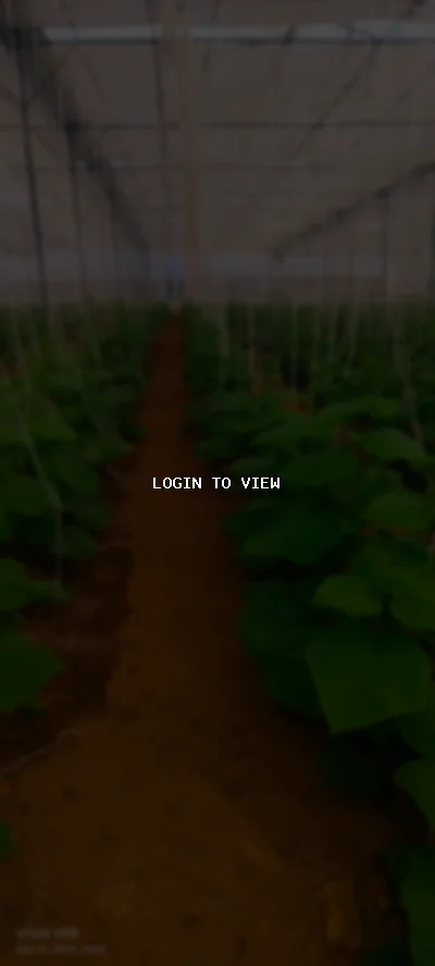 Sona — Hindu Matrimony Profile Photo